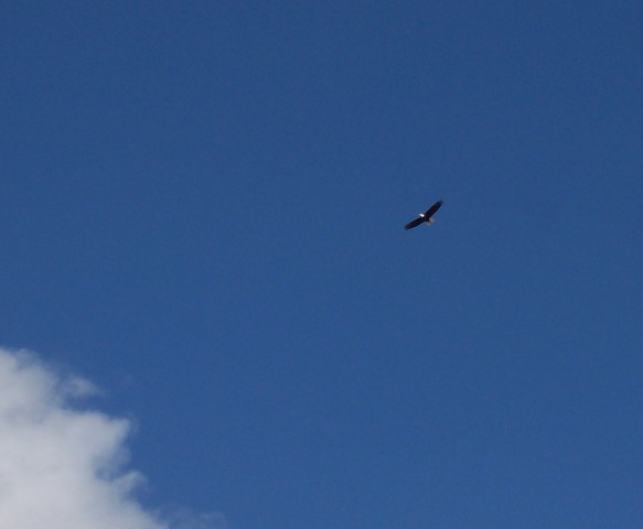 Bald Eagle
